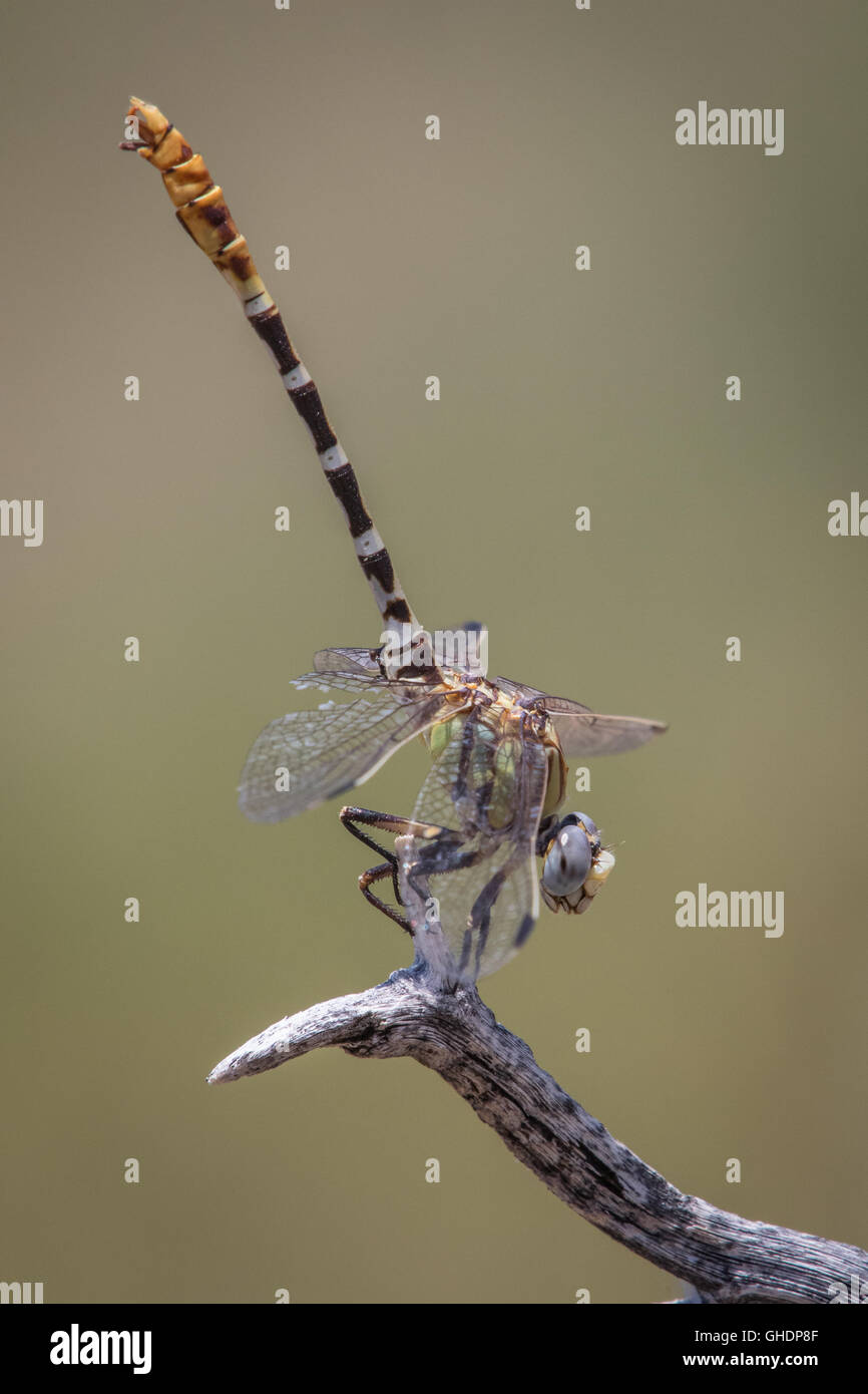 A male Eastern Ringtails, Erpetogomphus designatus, perches on a stick with its tail pointed at the sun to avoid overheating. Stock Photo