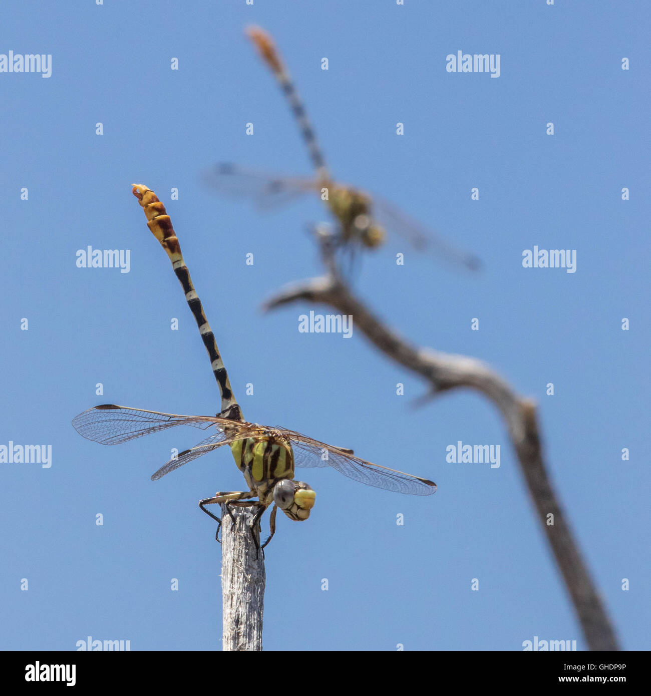 A pair of male Eastern Ringtails, Erpetogomphus designatus, mirror poses as they obelisk to avoid the heat of the midday sun. Stock Photo