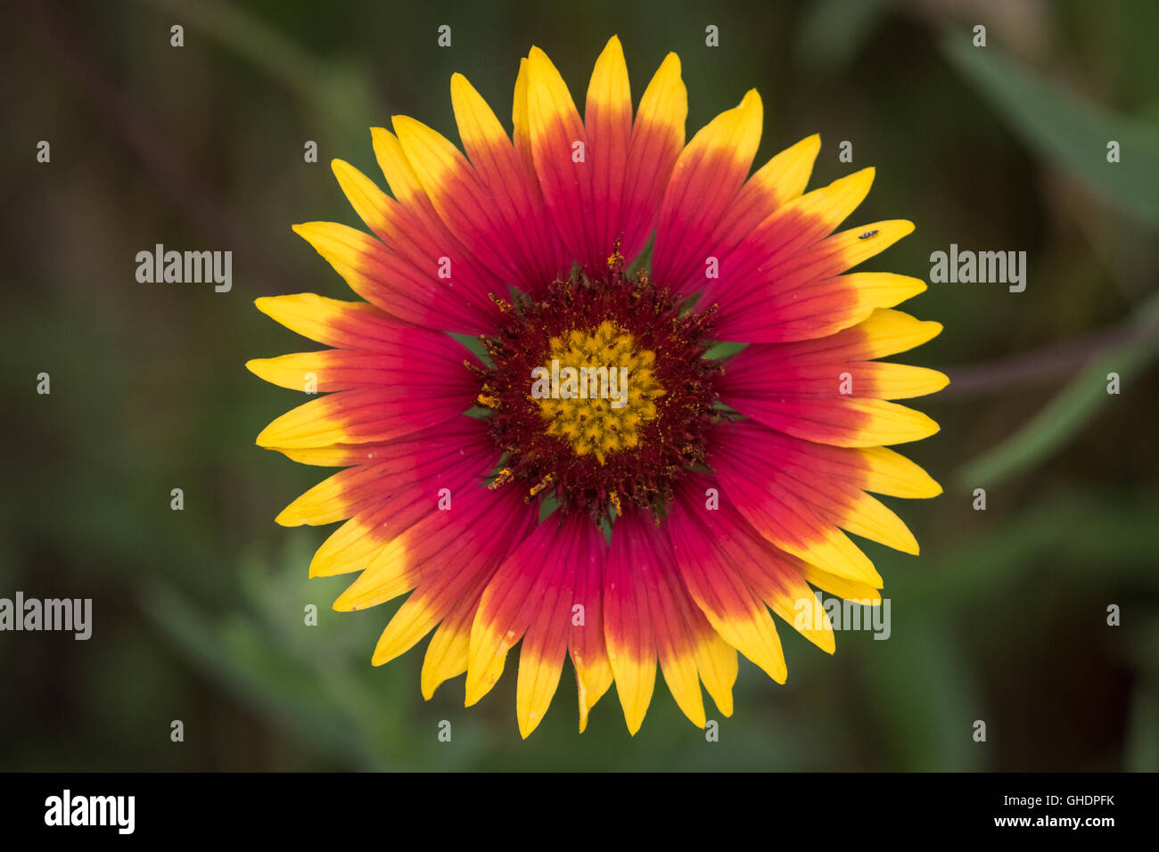 A close up image of a bright yellow and red Indian Blanket, Gaillardia pulchella, flower. Stock Photo