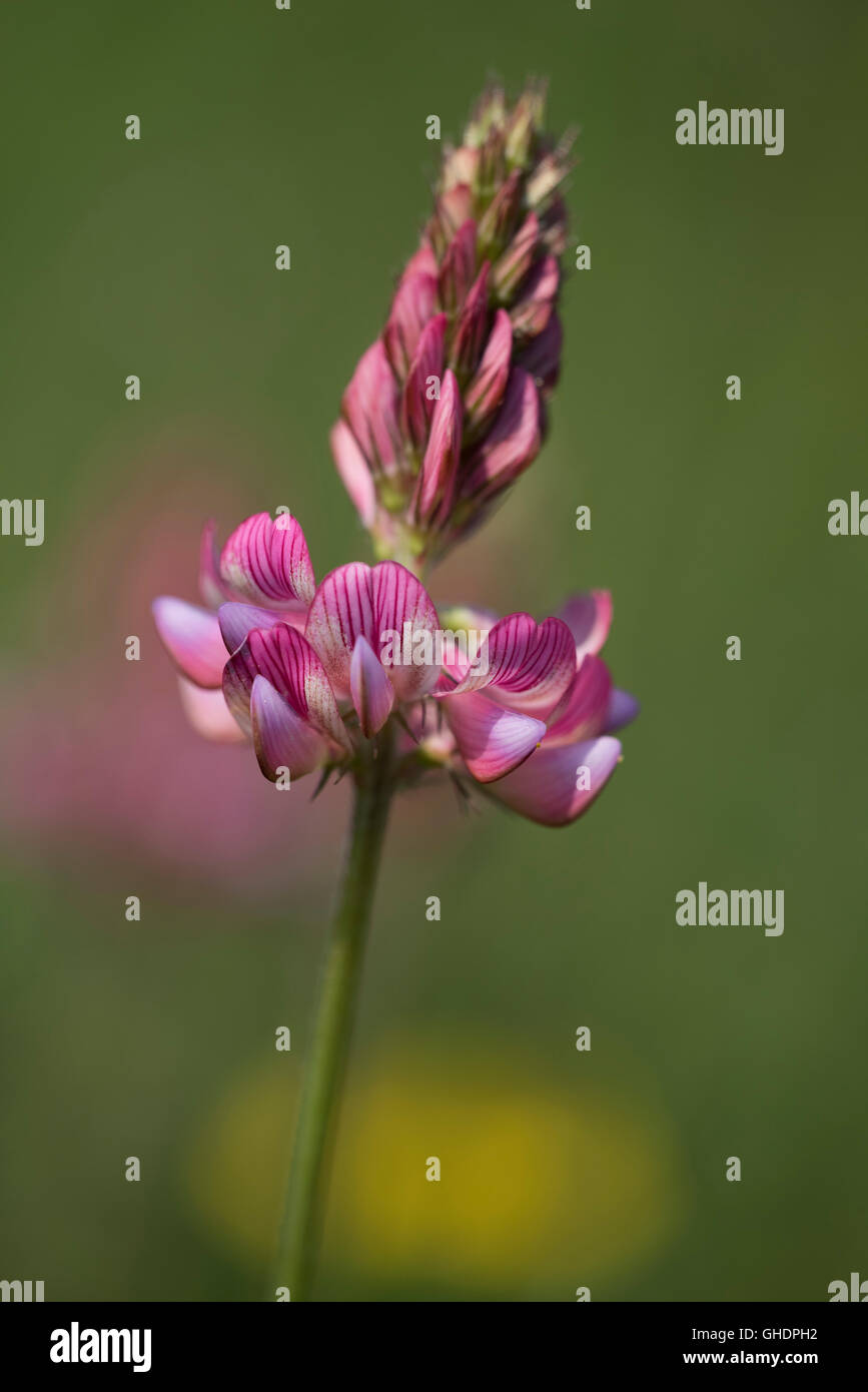 Sainfoin Flower Onobrychis viciifolia UK Stock Photo