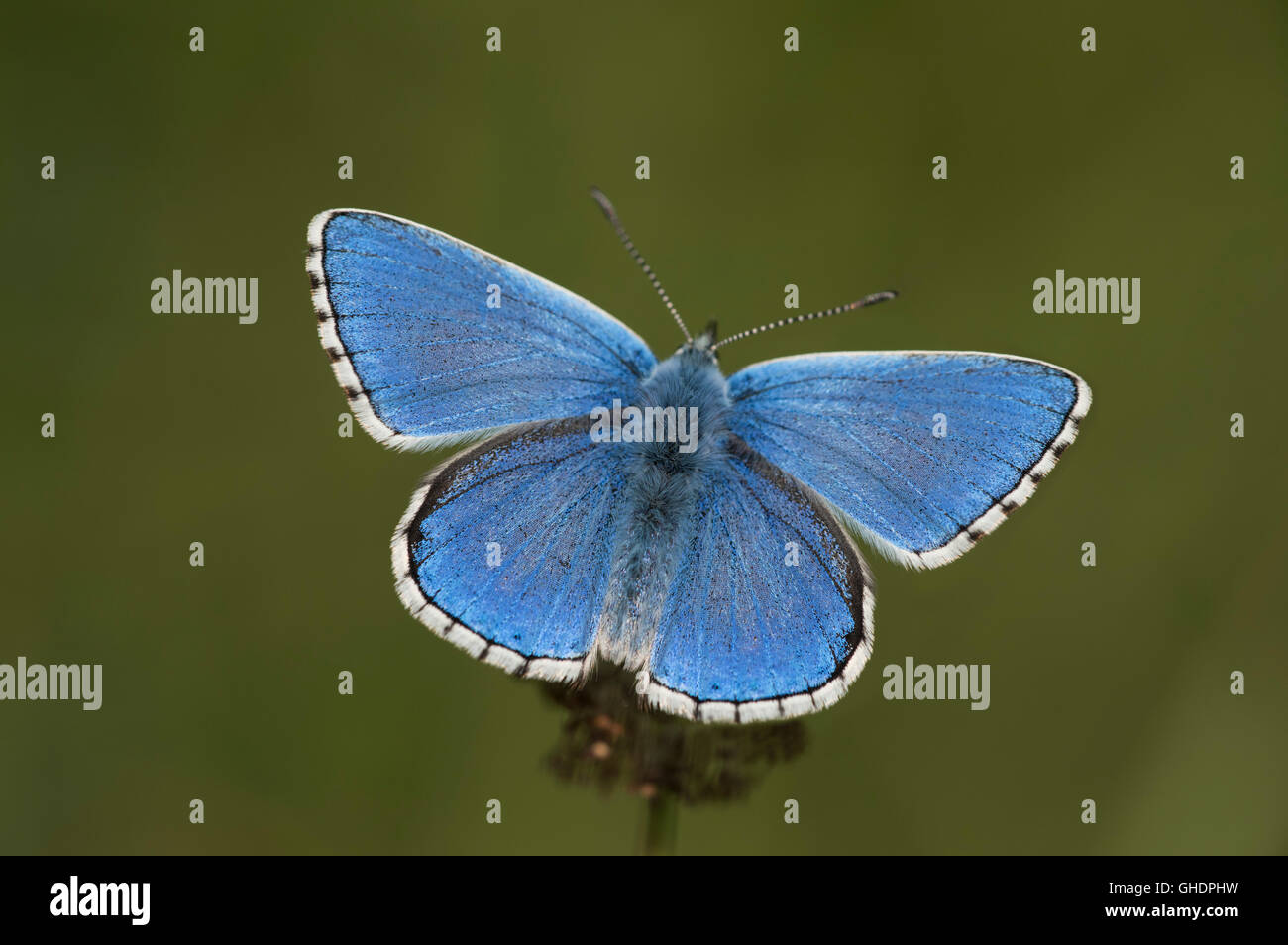 Blue uk butterfly hires stock photography and images Alamy