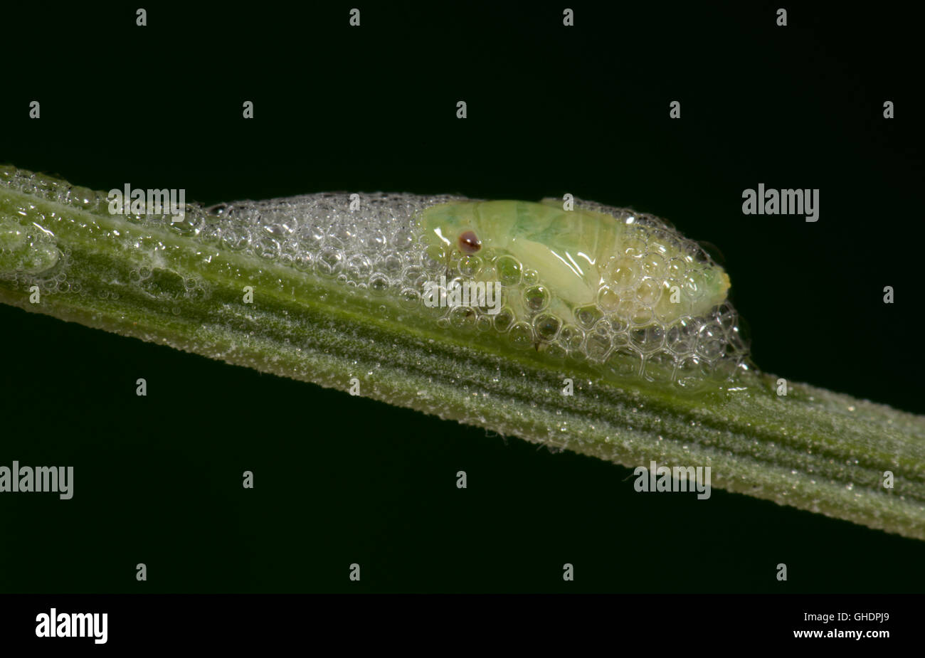 Common Froghopper Nymph Philaenus spumarius Stock Photo Alamy
