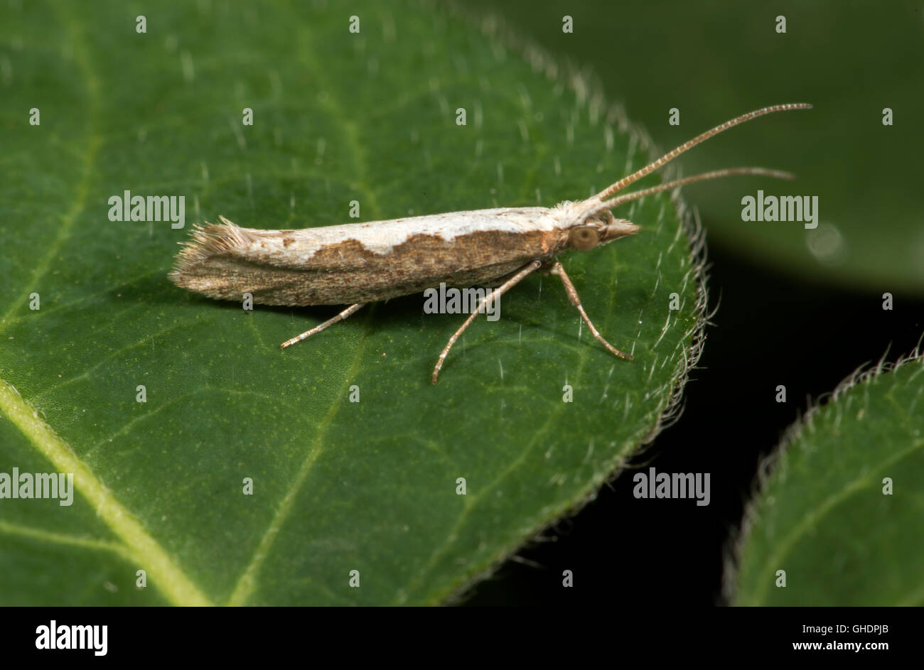 Diamondback Moth Plutella xylostella UK Stock Photo