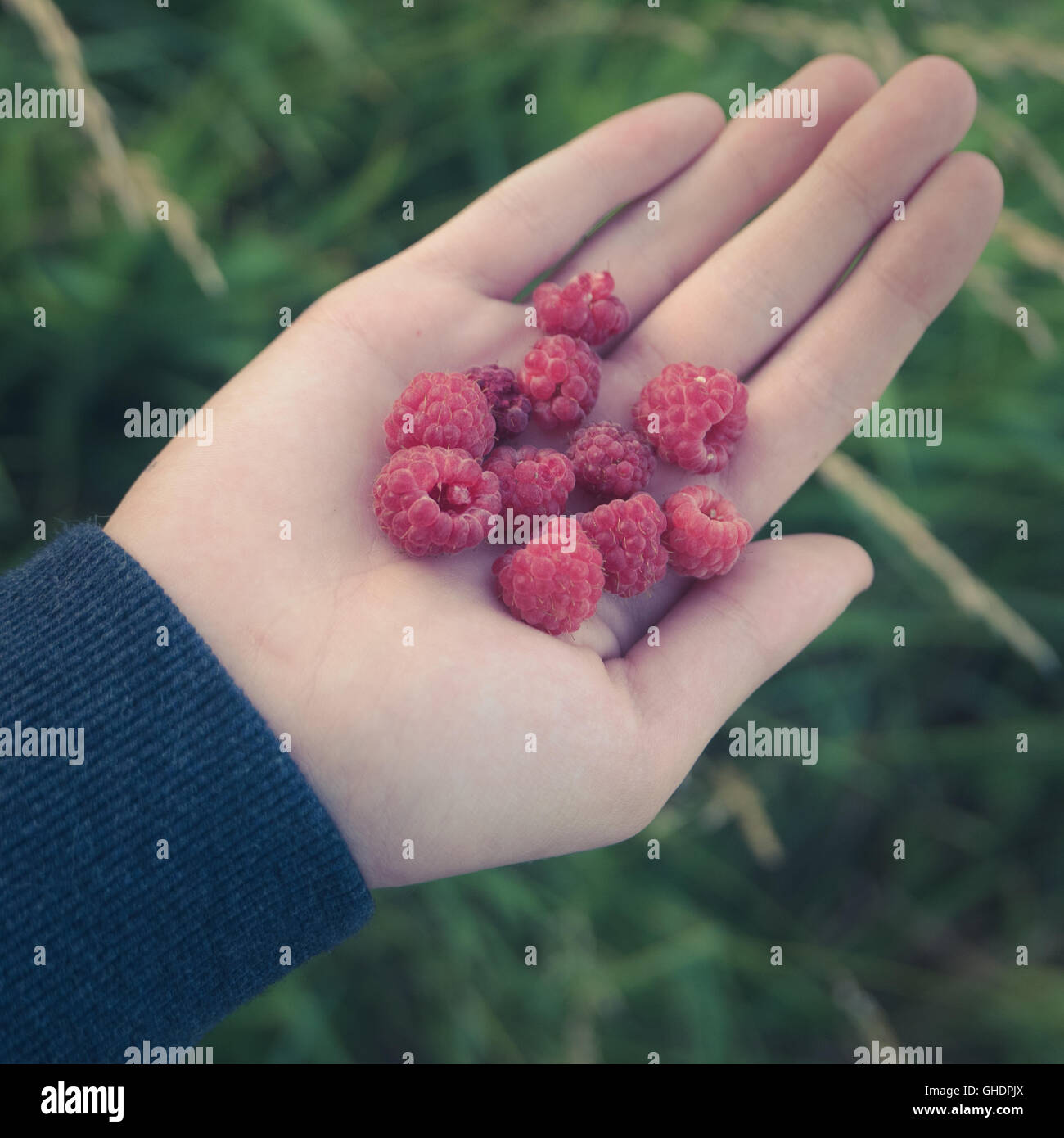 A Child Holding Some Wild Raspberries Stock Photo