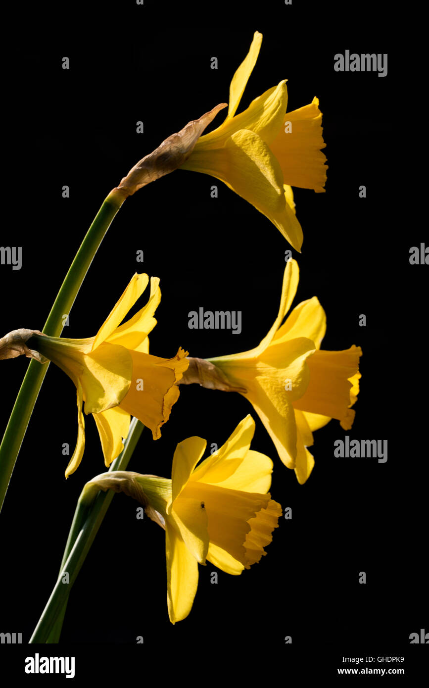 Daffodil Flower Narcissus sp Stock Photo