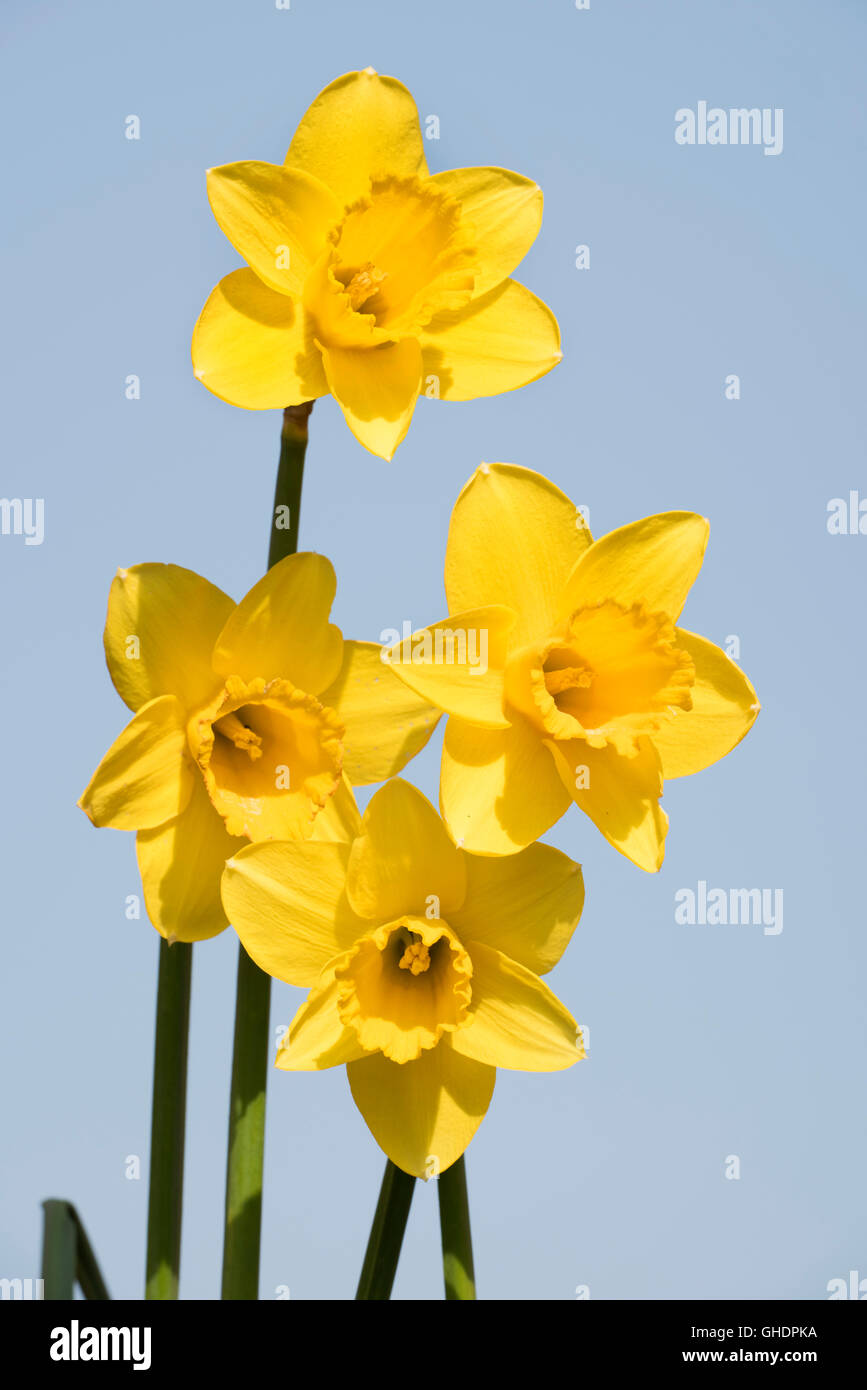 Daffodil Flower Narcissus sp Stock Photo