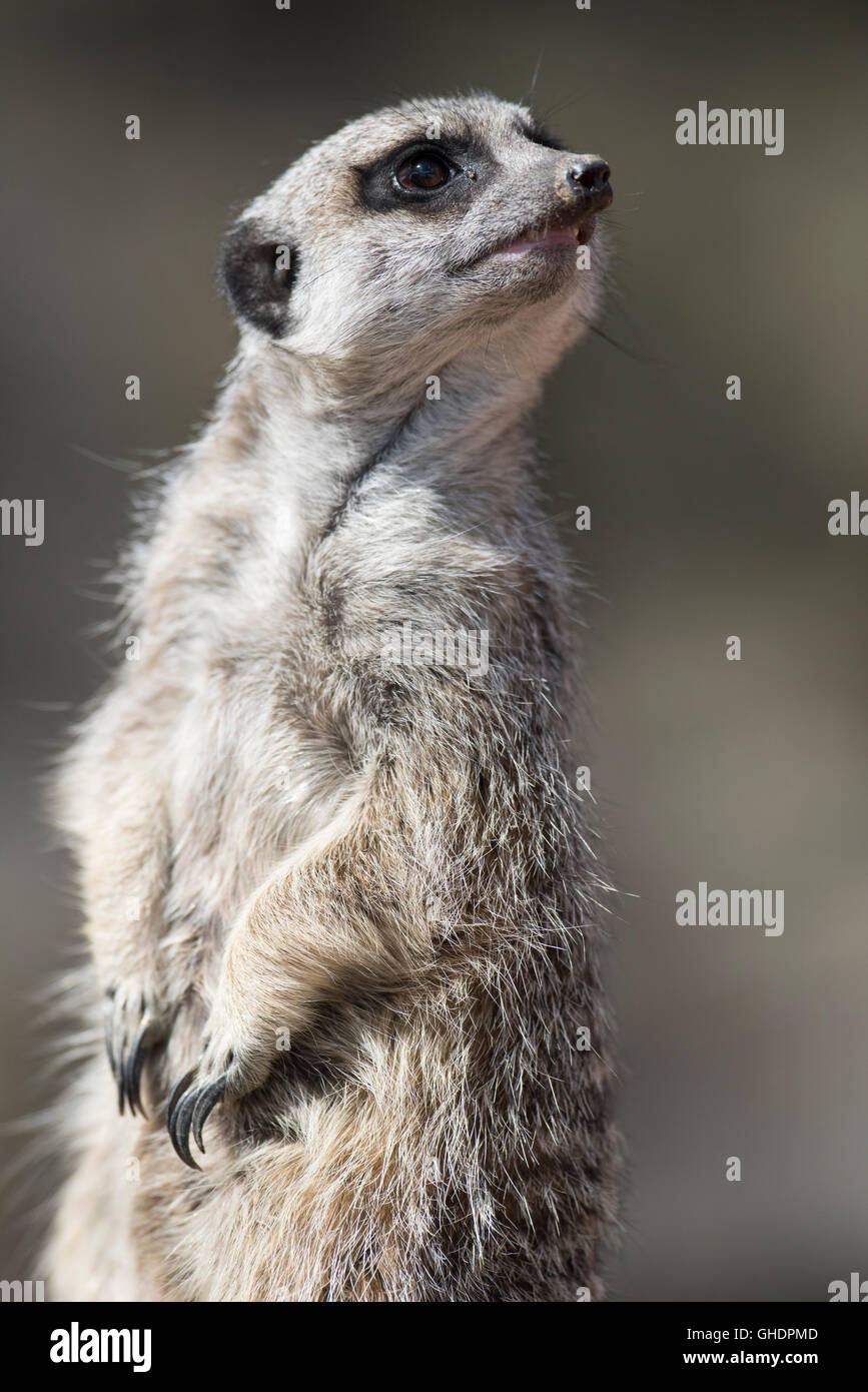 Meerkat Suricata suricatta UK Stock Photo