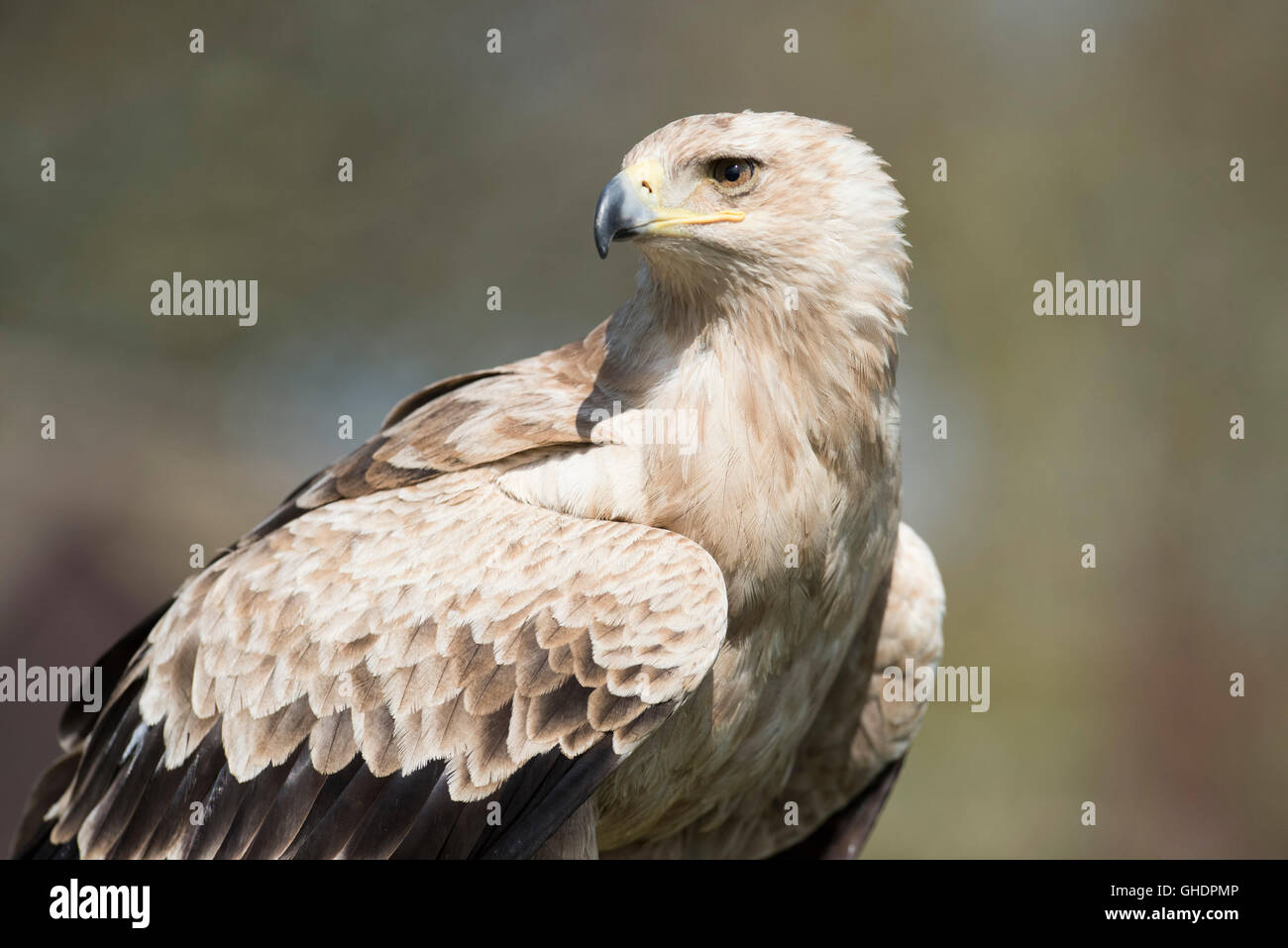 Tawny Eagle Aquila rapax UK Stock Photo