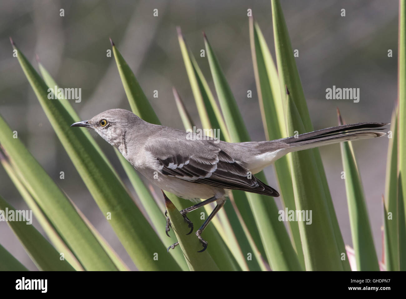 A Northern Mockingbird, Mimus polyglottos, guards his territory from a perch on a yucca plant. Stock Photo