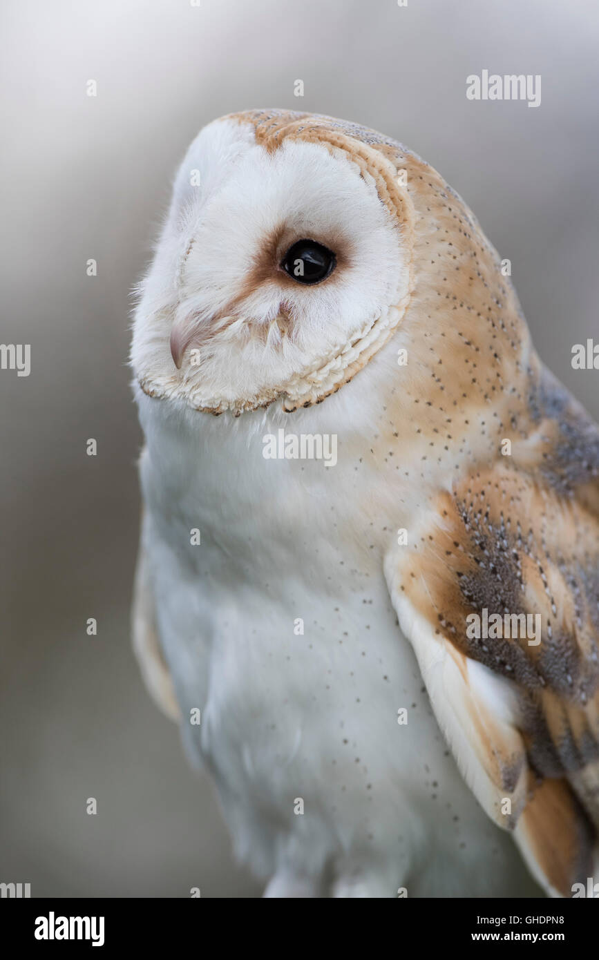Barn Owl Tyto alba UK Stock Photo