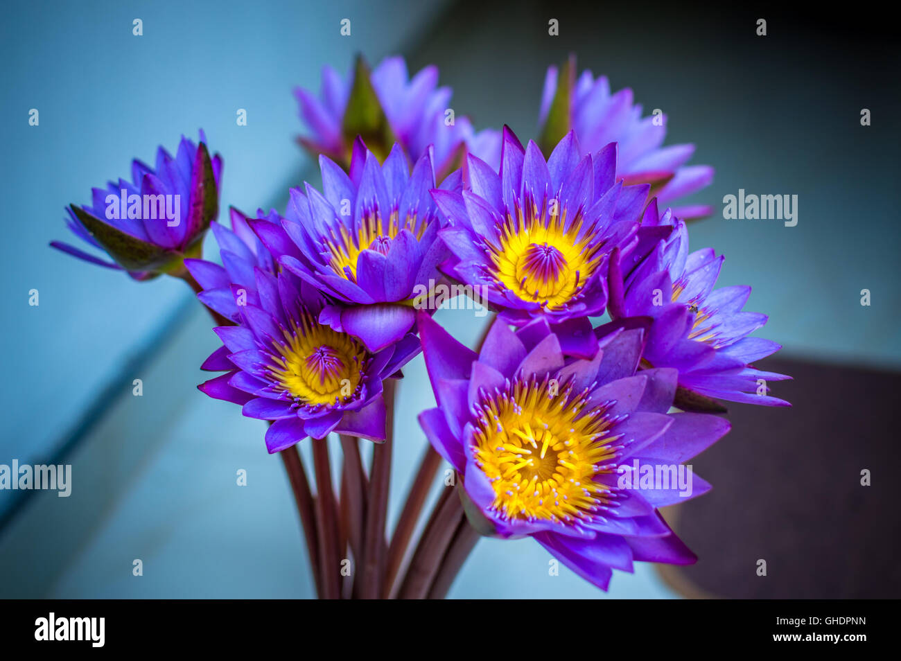 Blue lotus flower close up Stock Photo