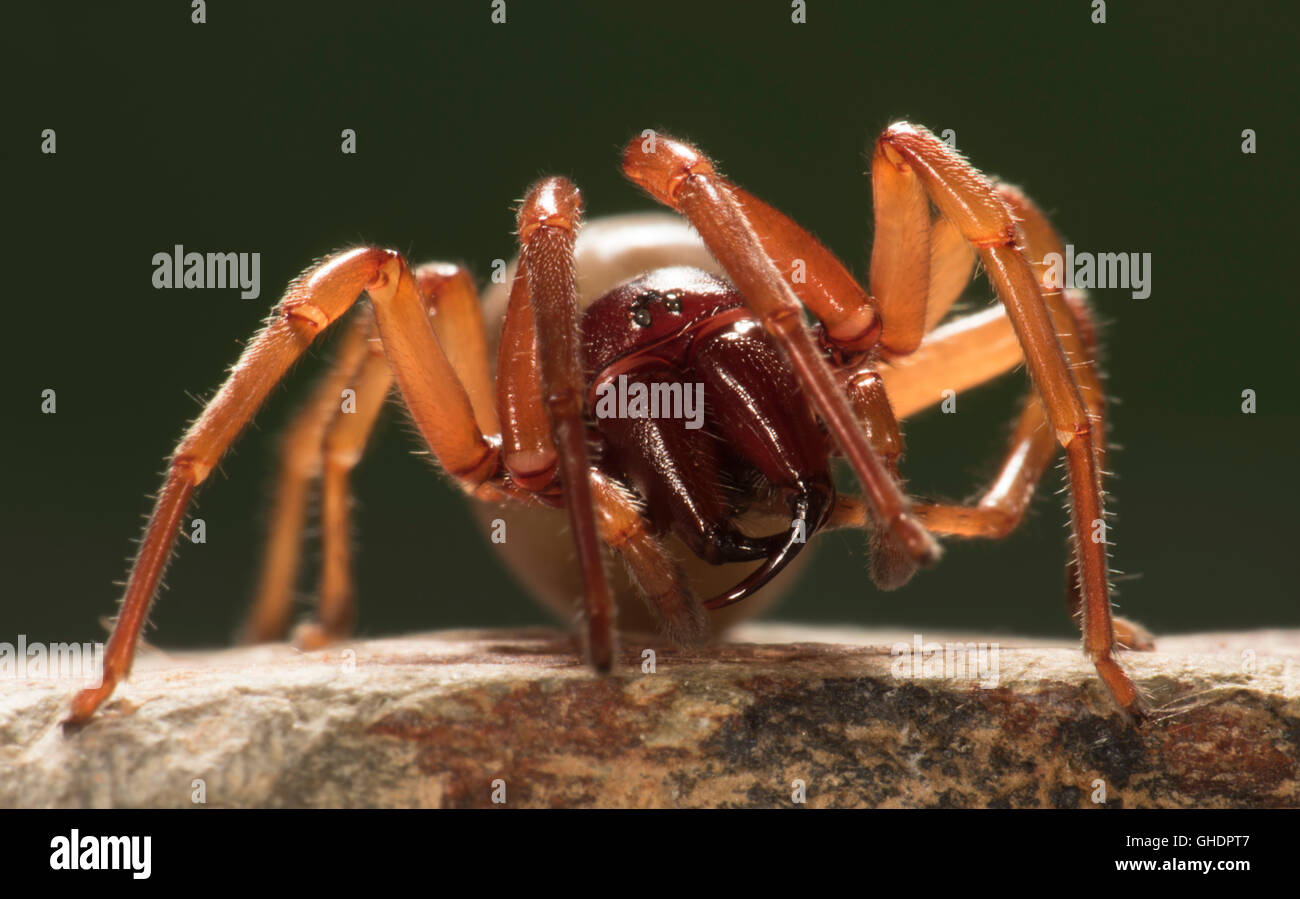Woodlouse Spider Dysdera crocata UK Stock Photo