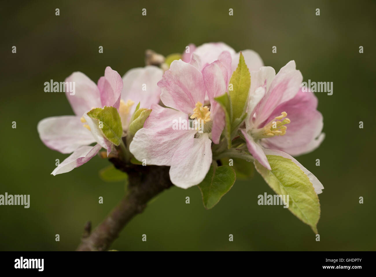 Cherry Tree Blossom Prunus serrulata UK Stock Photo
