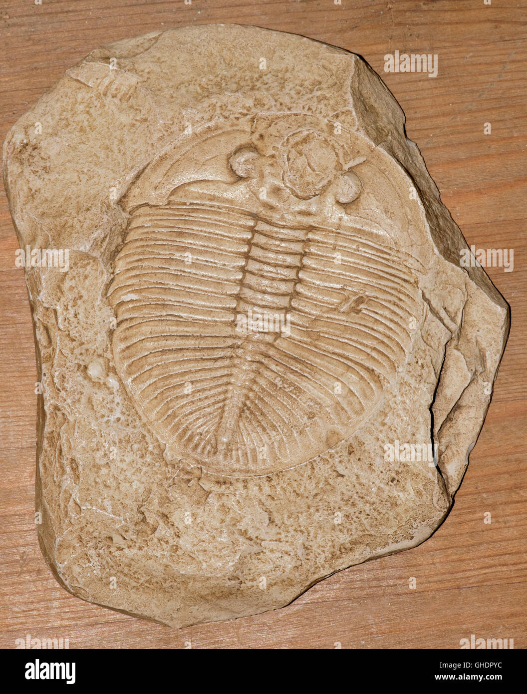 Trilobite Fossil Cast Stock Photo