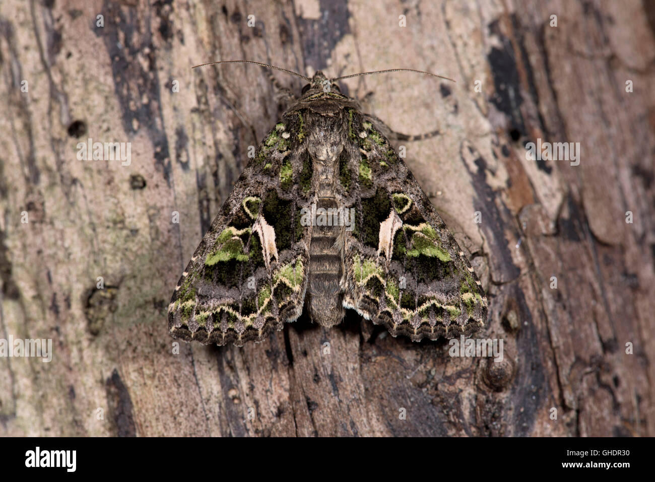 Orache Moth Trachea atriplicis UK Stock Photo