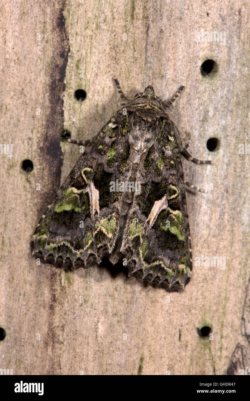 Orache Moth Trachea atriplicis UK Stock Photo