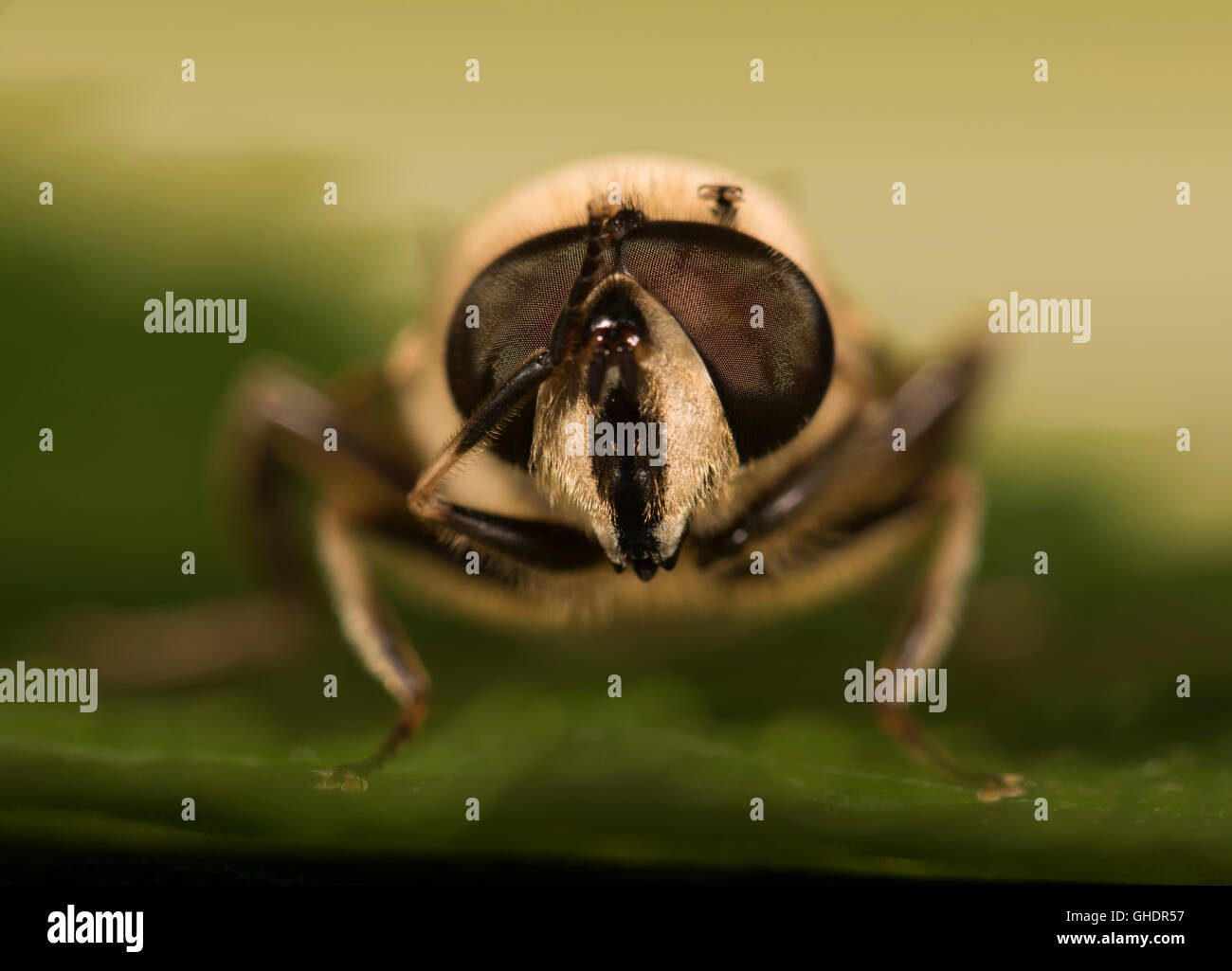 Common Drone Fly Eristalis tenax Stock Photo Alamy
