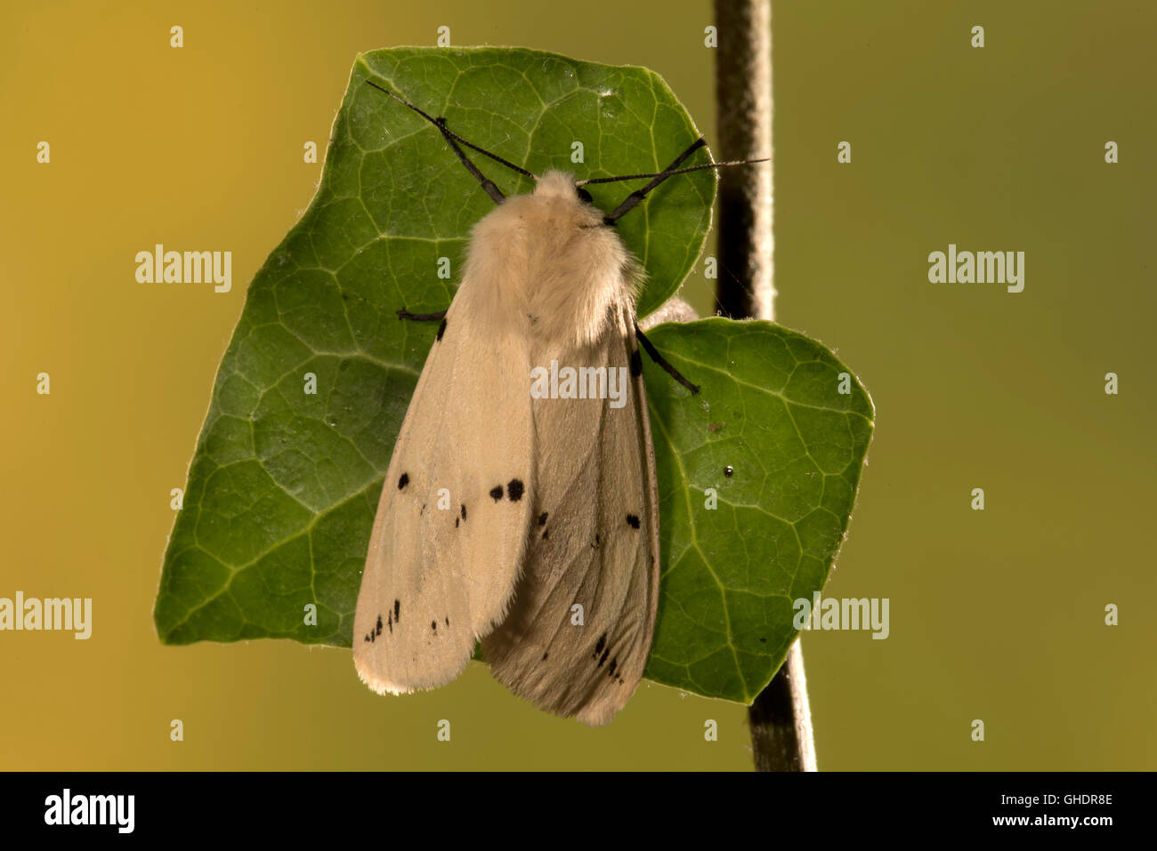 White Ermine Moth Spilosoma lubricipeda Stock Photo
