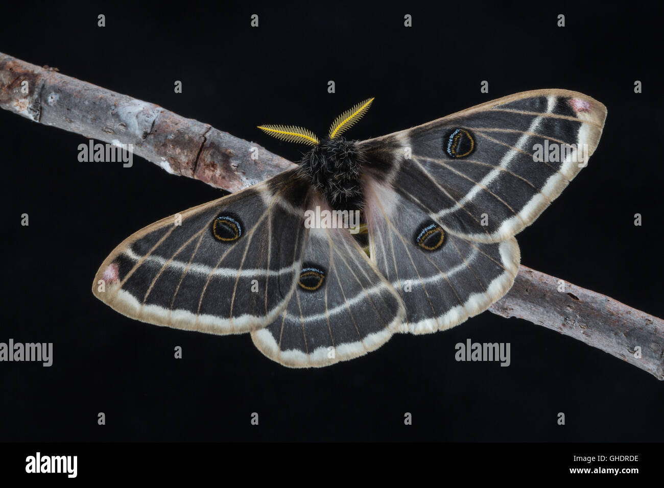 A beautiful male Rocky Mountain Agapema, Agapema homogena, silk moth perched against a black background. Stock Photo