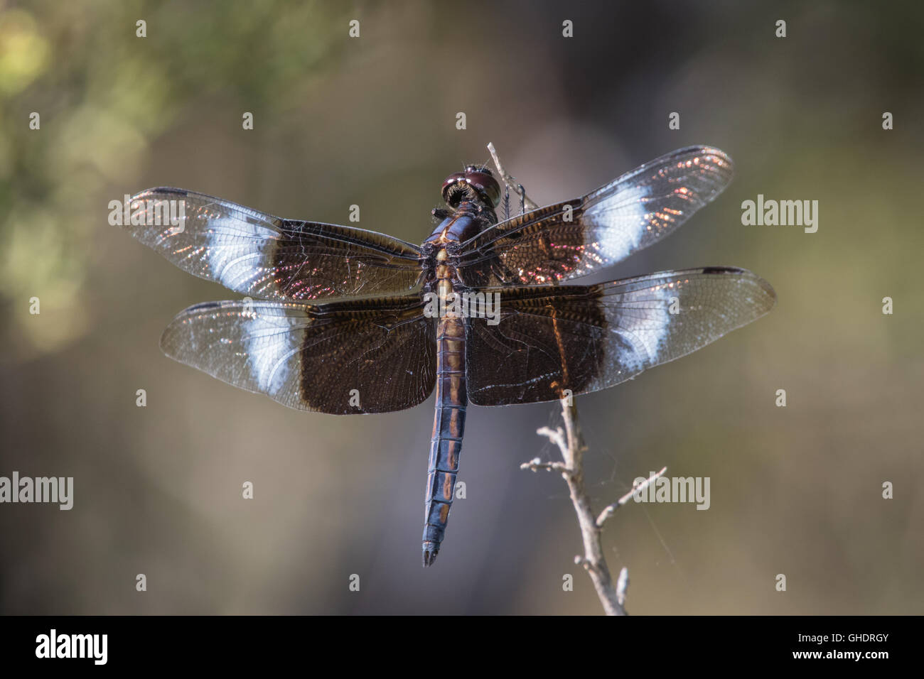 A male Widow Skimmer, Libellula luctuosa, perching in the morning sun. Stock Photo