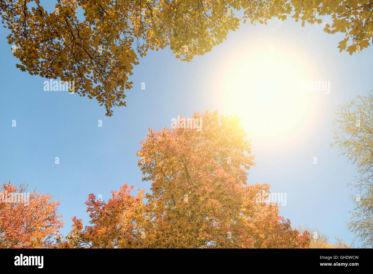 Autumn leaves and sun Stock Photo