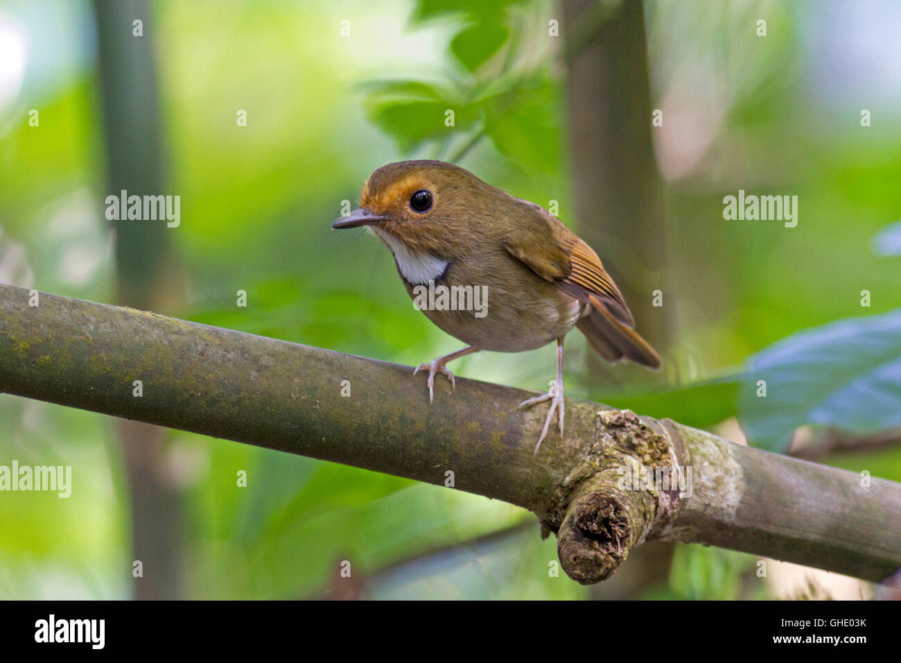 A Rufous-browed Flycatcher (Anthipes solitaris submoniliger) perched on a bamboo branch in the Thai forest Stock Photo