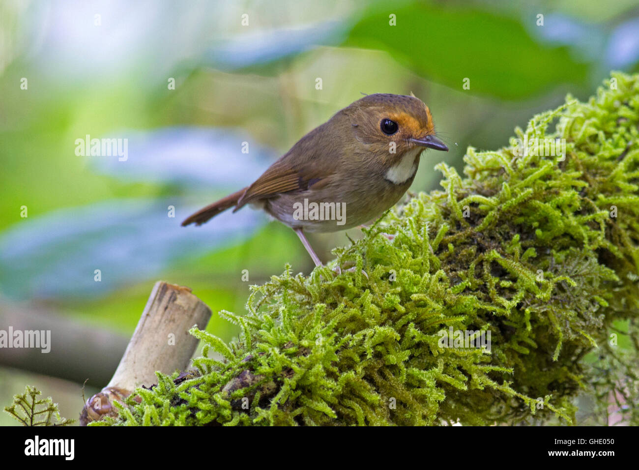 A Rufous-browed Flycatcher (Anthipes solitaris submoniliger) perched on a moss-covered branch in the Thai forest Stock Photo