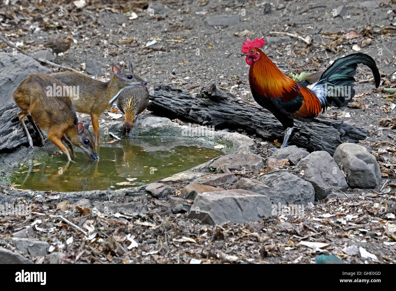 A Red Junglefowl (Gallus gallus spadiceus) pair with two Lesser Mousedeer at a waterhole in the Thai forest Stock Photo