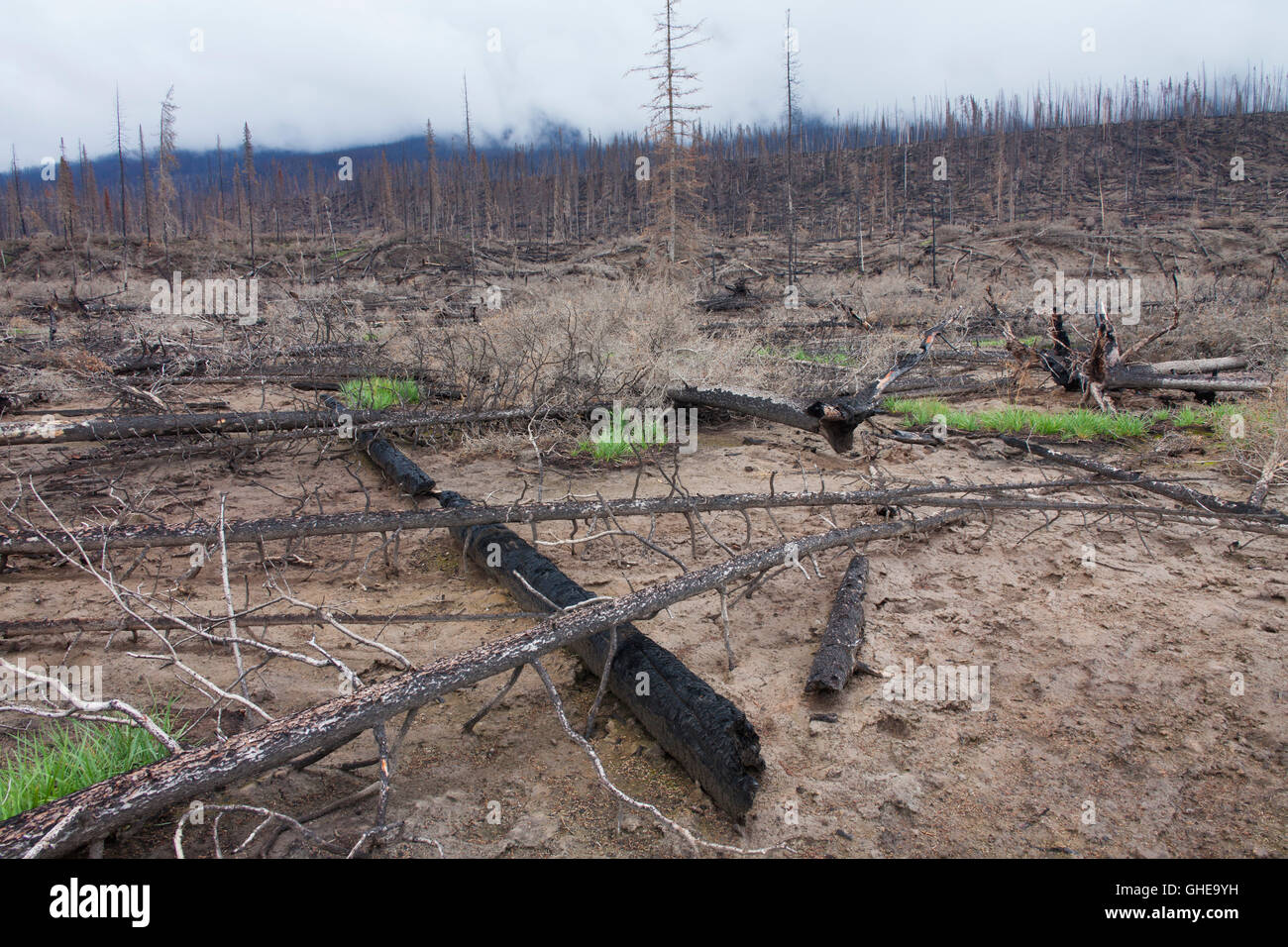 New grass shoots growing on scorched earth among charred tree trunks after wildfire, Jasper National Park, Alberta, Canada Stock Photo