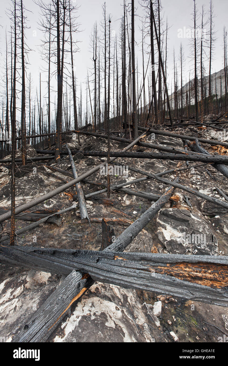 Charred tree trunks and scorched earth burned by forest fire, Jasper ...