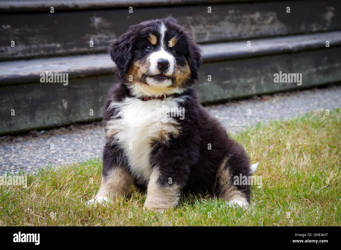 bernese mountain dog 8 weeks