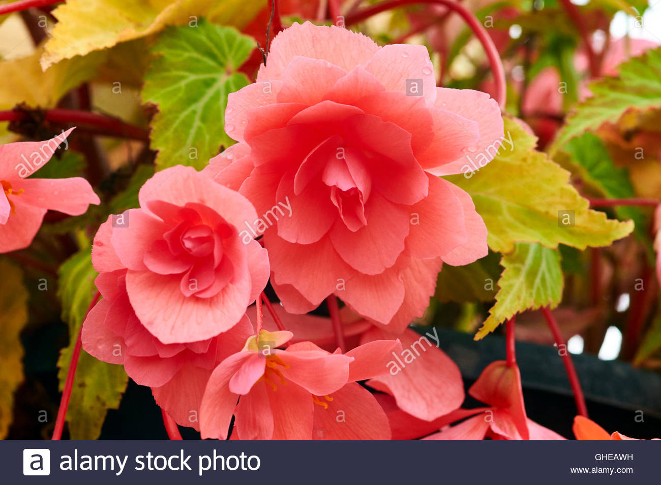Begonia Apricot Shades High Resolution Stock Photography and Images Alamy