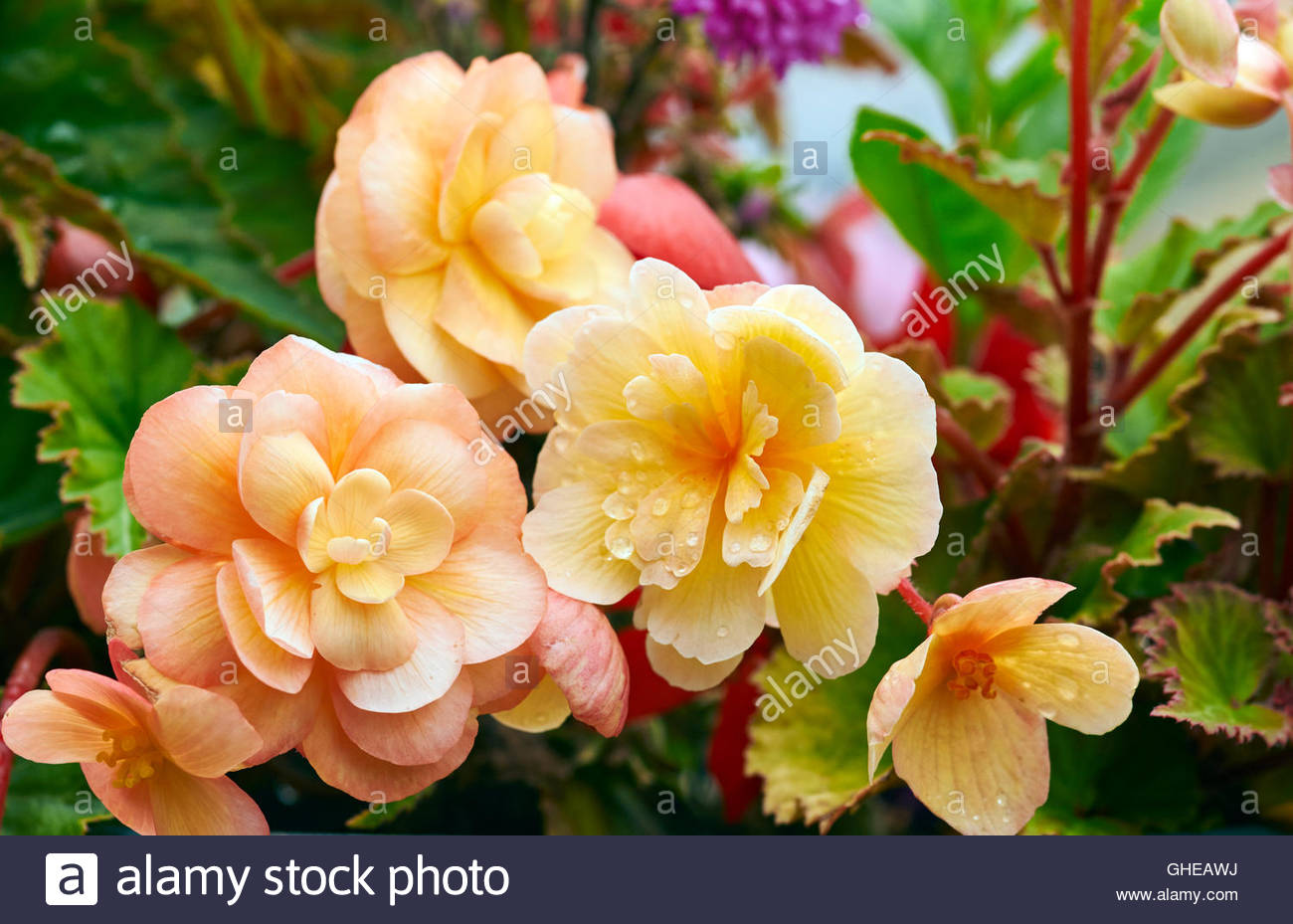 Begonia Tuberhybrida High Resolution Stock Photography and Images Alamy