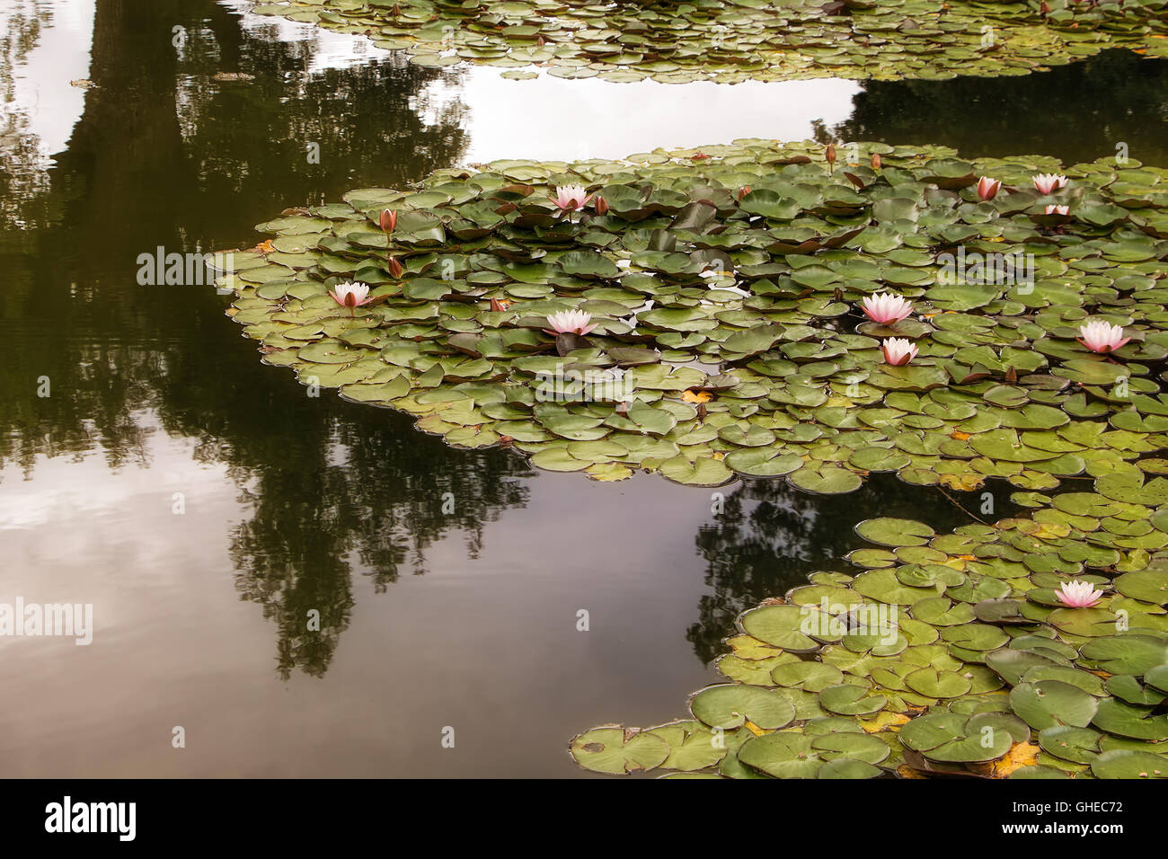 Water lily or pond lily on small country lake with beautiful reflection of surrounding trees Stock Photo