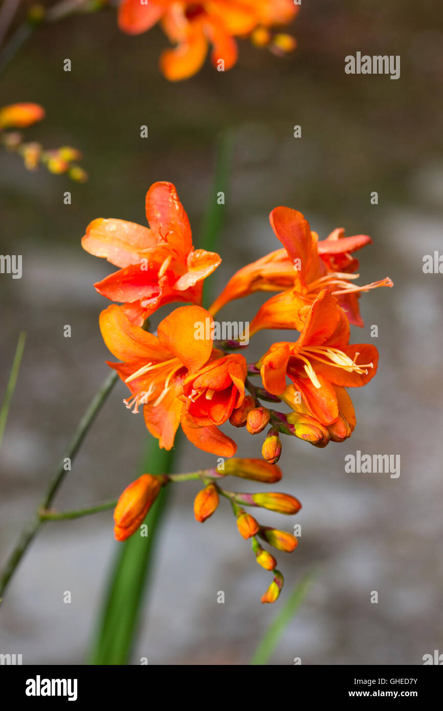 Upward facing orange red trumpets in the flower head of the hardy corm, Crocosmia 'Limpopo' Stock Photo