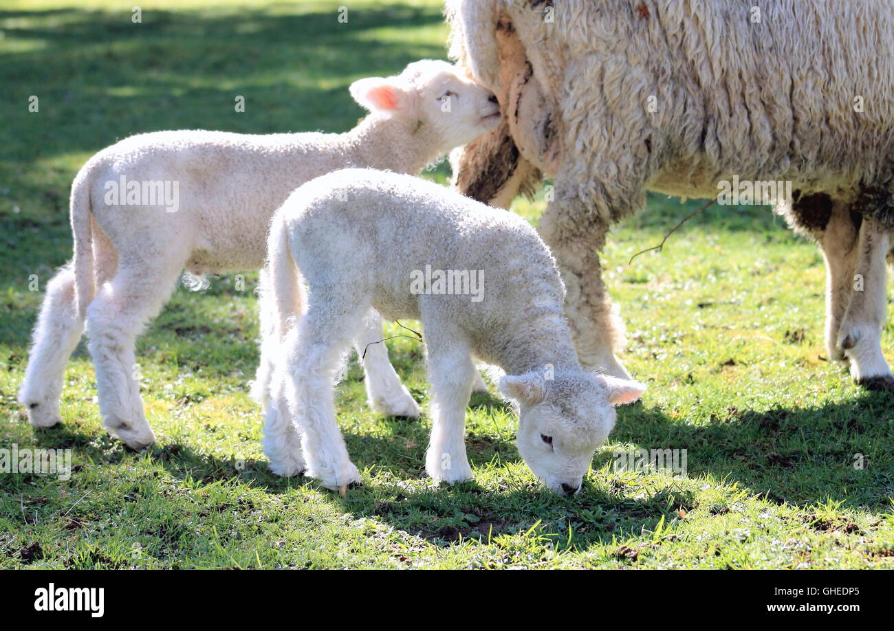 Twin Lambs Stock Photo