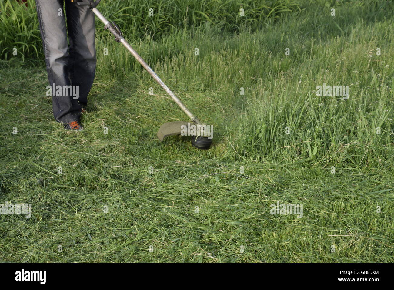 Mowing green grass using a fishing line trimmer. Application trimmers