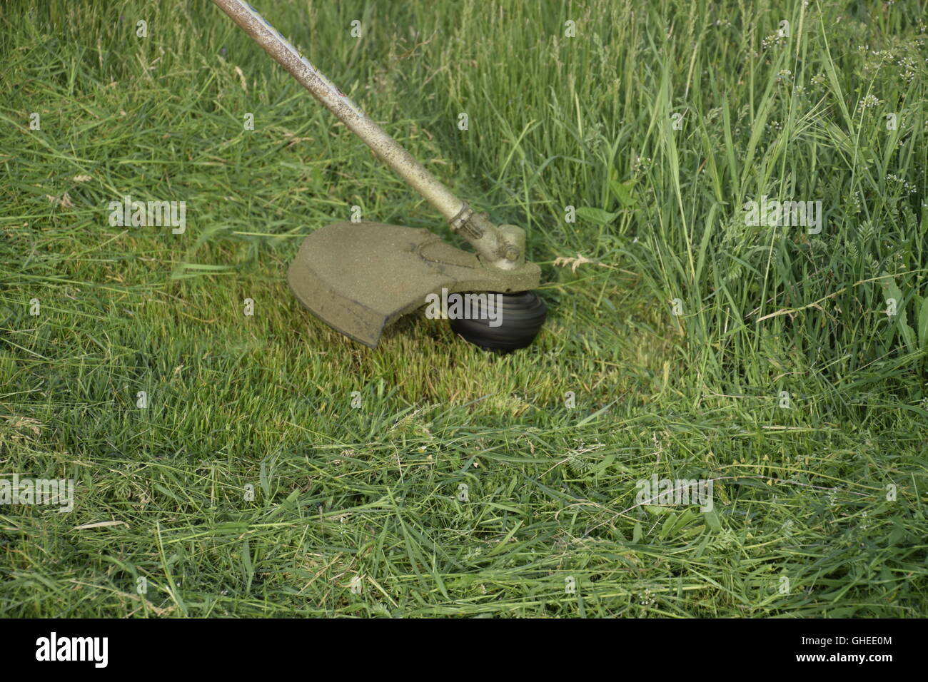 Mowing green grass using a fishing line trimmer. Application trimmers