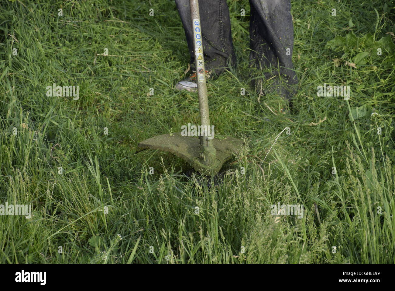 Mowing green grass using a fishing line trimmer. Application trimmers