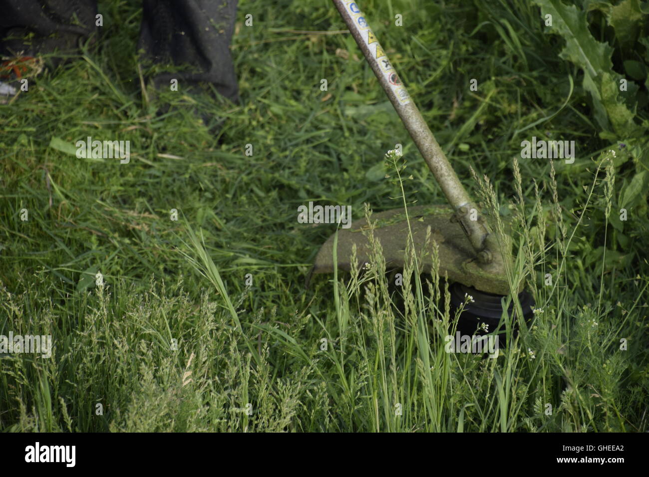 Mowing green grass using a fishing line trimmer. Application trimmers