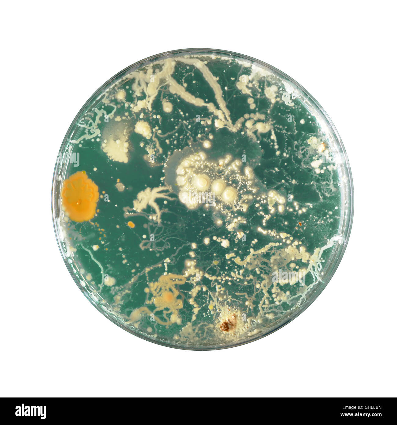 Petri dish growing virus bacteria Cut Out Stock Images & Pictures Alamy