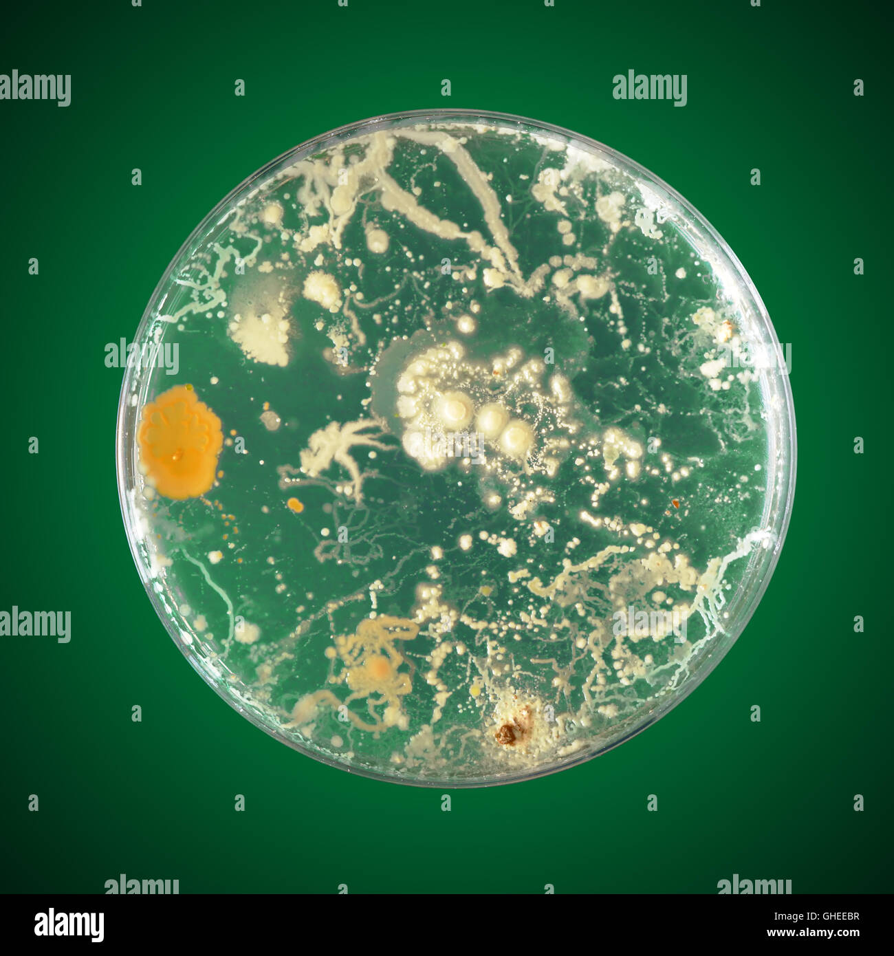 Bacteria growing in a petri dish Stock Photo