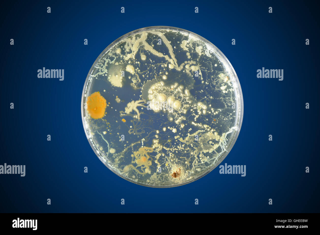 Bacteria growing in a petri dish Stock Photo Alamy