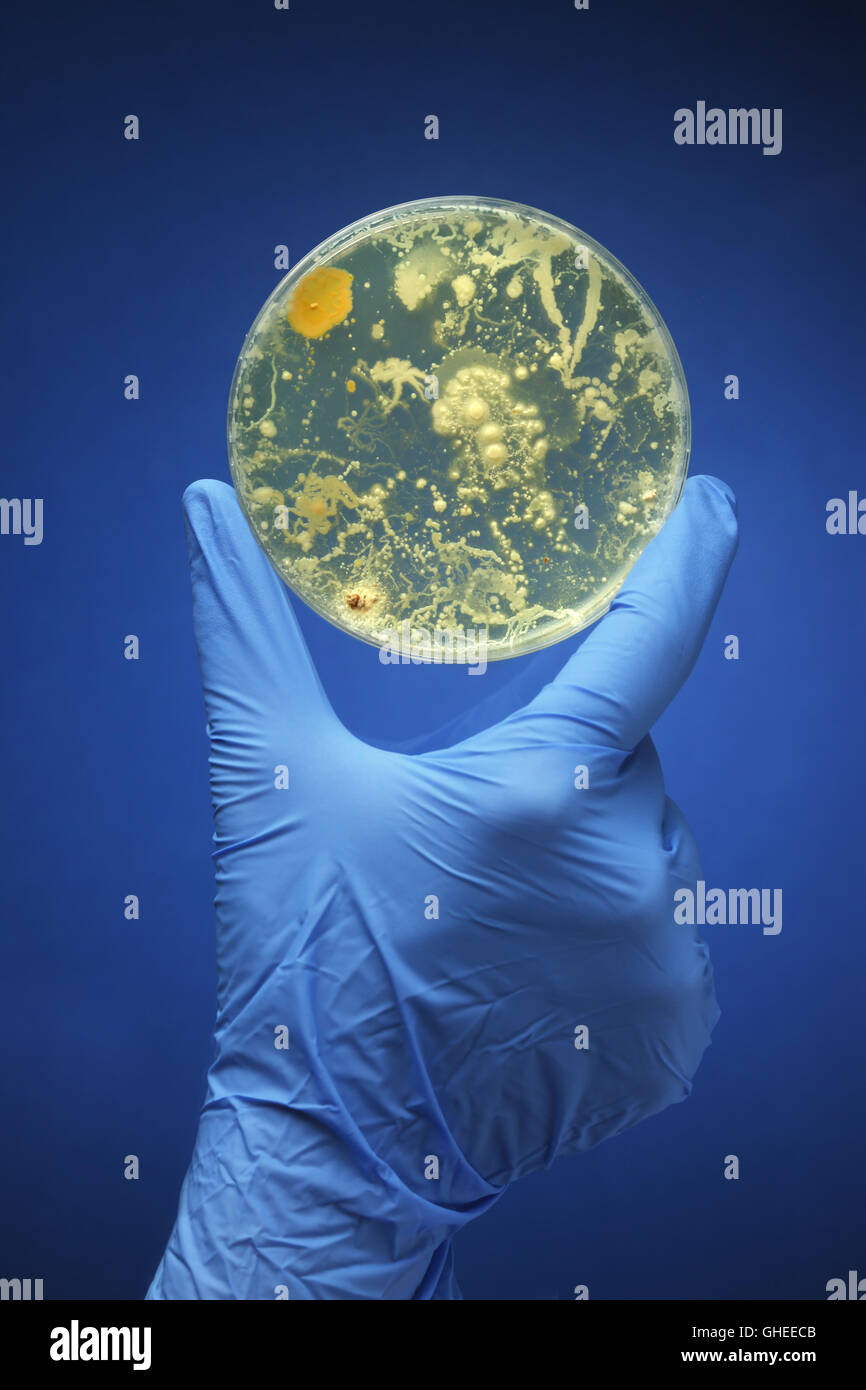 Gloved hand holding bacteria growing in a petri dish Stock Photo
