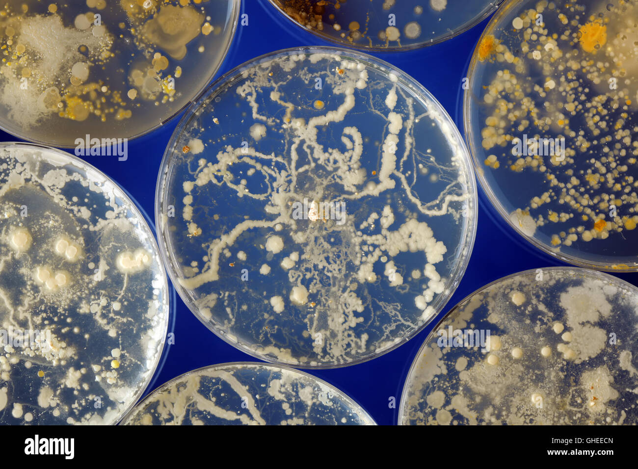 Bacteria growing in a petri dishes Stock Photo Alamy