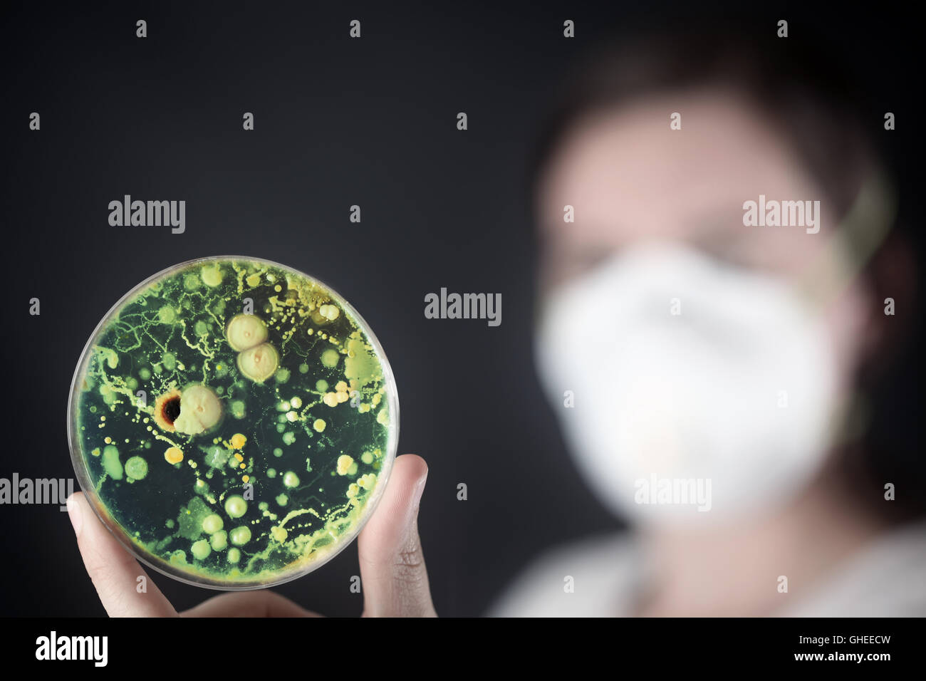 Examining bacteria in a petri dish Stock Photo