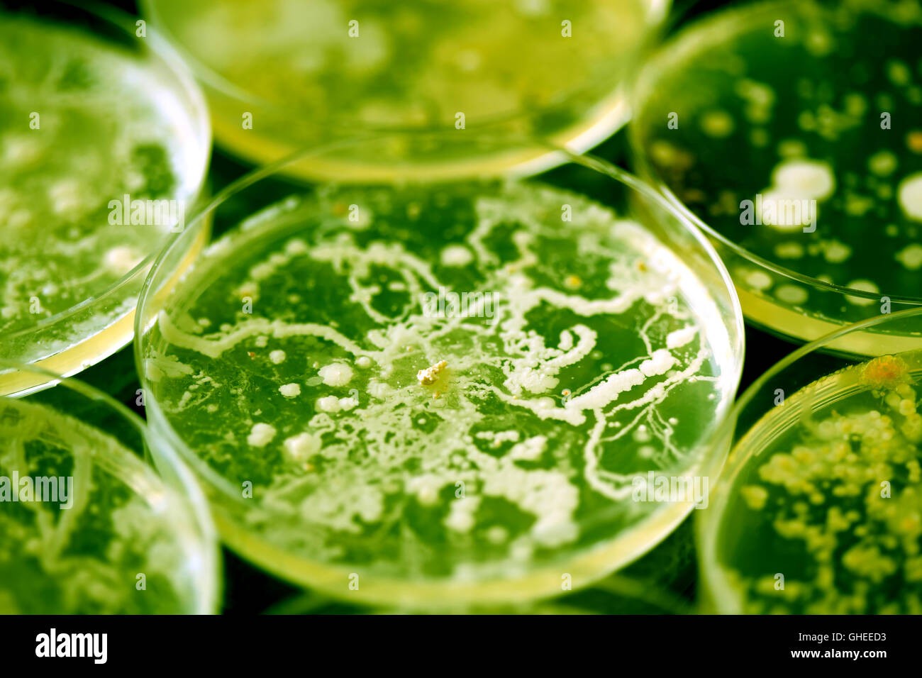 Petri dish bacteria hires stock photography and images Alamy