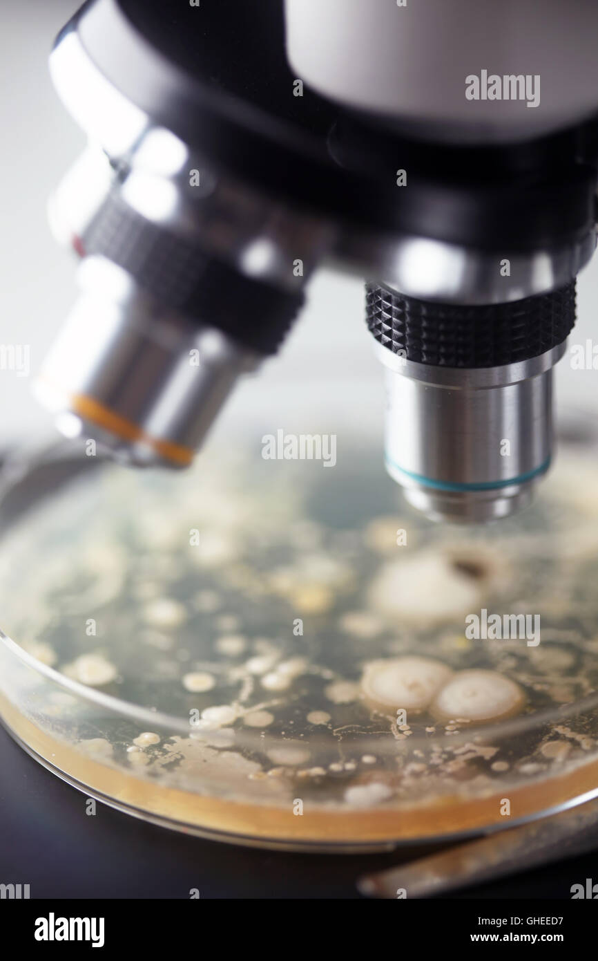 Bacteria growing in a petri dishes Stock Photo Alamy