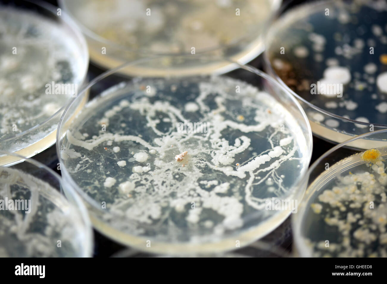 Bacteria growing in petri dishes hires stock photography and images