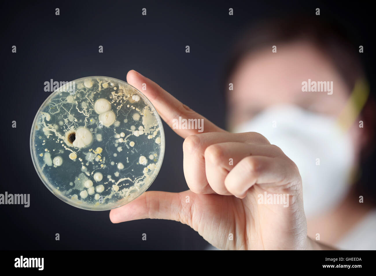Examining bacteria in a petri dish Stock Photo